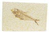Detailed Fossil Fish (Diplomystus) - Wyoming #373764-1